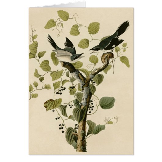 Audubon's Loggerhead Shrike Cards (Front)