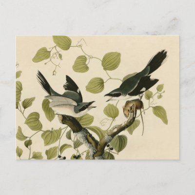 Audubon's Loggerhead Shrike Postcard