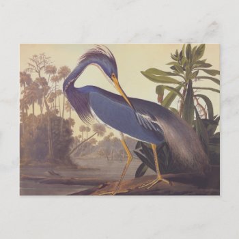 Audubon's Louisiana Heron Or Tricolored Heron Postcard by AudubonReproductions at Zazzle
