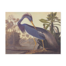 Audubon's Louisiana Heron or Tricolored Heron