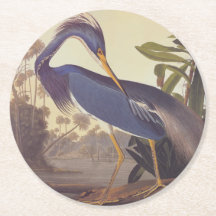 Audubon's Louisiana Heron or Tricolored Heron