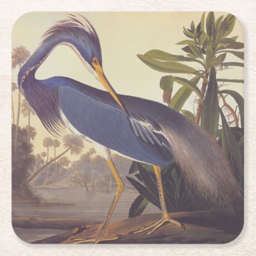 Audubons Louisiana Heron or Tricolored Heron Square Paper Coaster