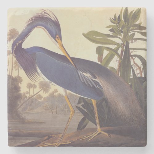 Audubons Louisiana Heron or Tricolored Heron Stone Coaster