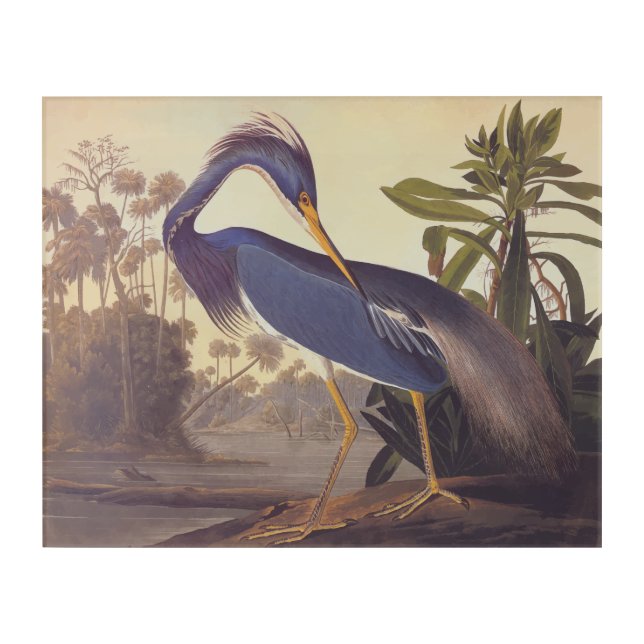 Audubon's Louisiana Heron Vintage Nature Bookplate Acrylic Print (Front)
