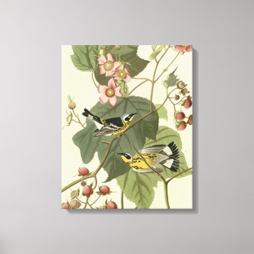 Audubons Magnolia Warbler Canvas Print
