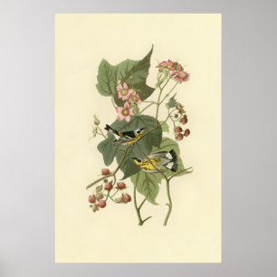 Audubon's Magnolia Warbler Poster