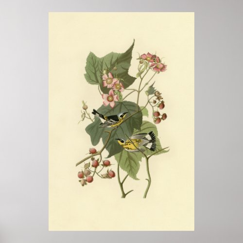 Audubons Magnolia Warbler Poster