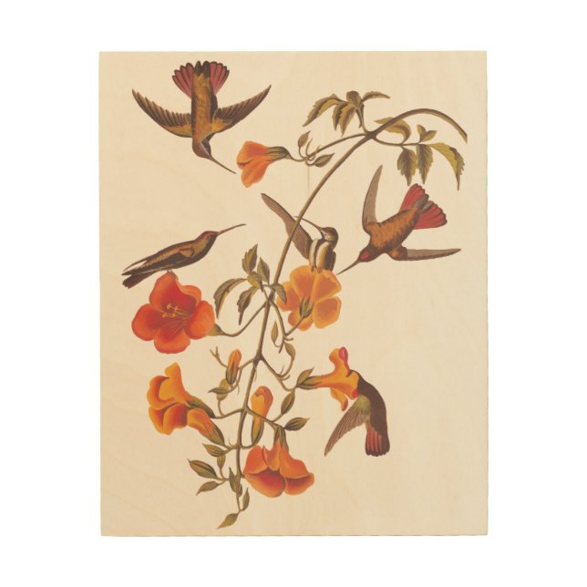 Audubon's Mangrove Hummingbird with Trumpet Vine Wood Wall Art (Front)