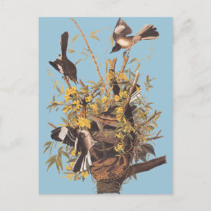 Audubon's Mocking Bird Postcard