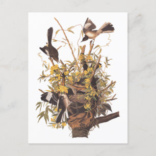 Audubon's Mockingbirds vs Rattlesnake Postcard
