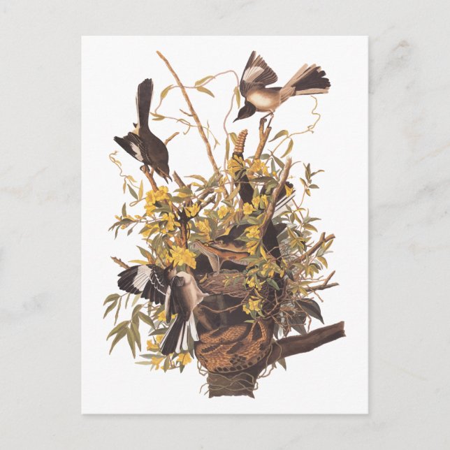 Audubon's Mockingbirds vs Rattlesnake Postcard (Front)