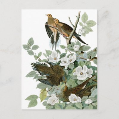 Audubon's Mourning Dove Postcard