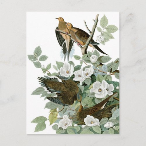 Audubons Mourning Dove Postcard