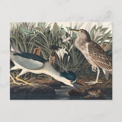 Audubon's Night Heron or Qua-Bird Postcard