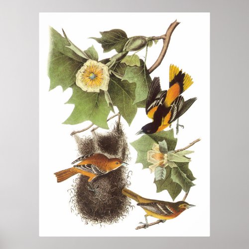Audubons Northern Oriole Poster