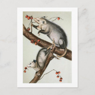 Audubon's Oppossums Postcard