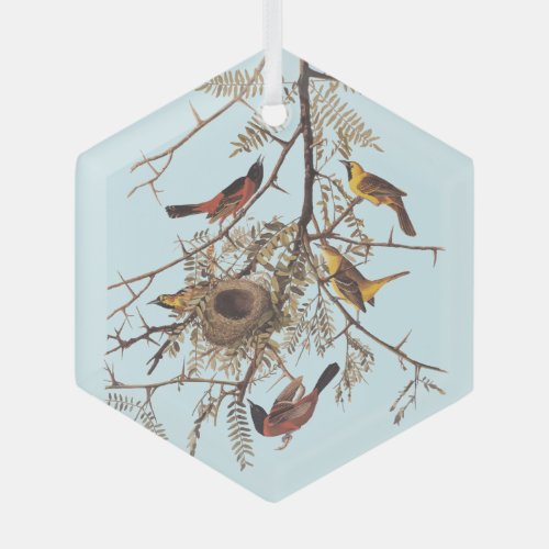 Audubons Orchard Oriole Birds in a Honey Locust Glass Ornament