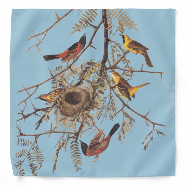 Audubon's Orchard Oriole Birds in Honey Locust Bandana (Front)