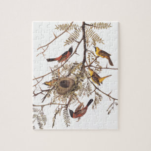 Audubon's Orchard Oriole Birds in Honey Locust Jigsaw Puzzle