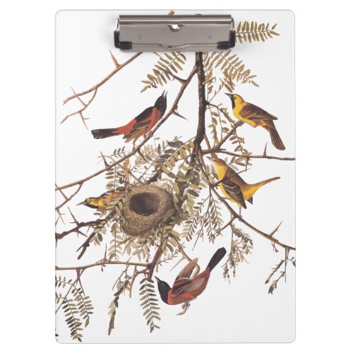 Audubons Orchard Oriole Birds Nesting in Tree Clipboard