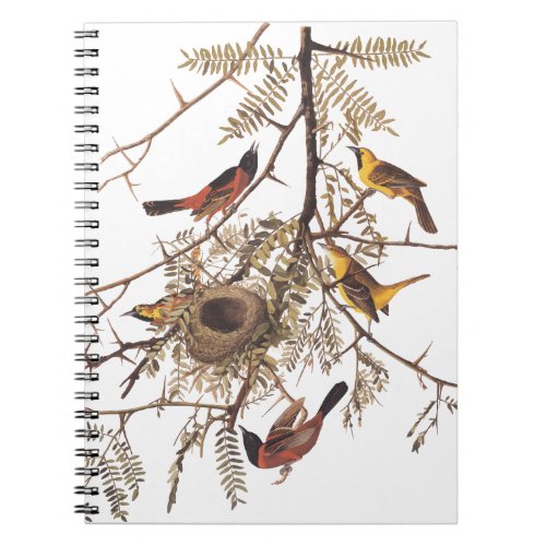 Audubons Orchard Oriole Birds Nesting in Tree Notebook