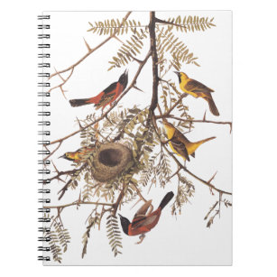 Audubon's Orchard Oriole Birds Nesting in Tree Notebook