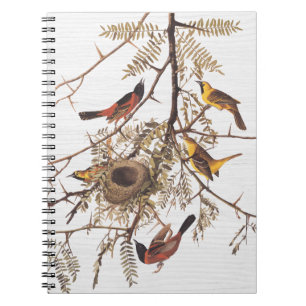 Audubon's Orchard Oriole in Honey Locust Notebook