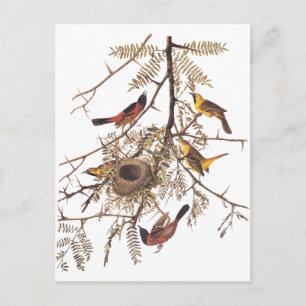 Audubon's Orchard Oriole in Honey Locust Postcard