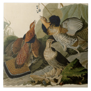 Audubon's Painting of a trio of Ruffed Grouse Tile