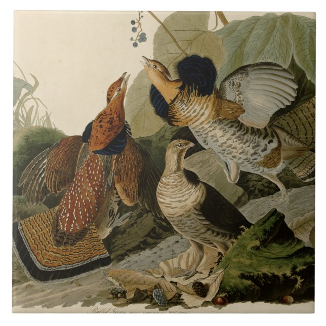 Audubon's Painting of a trio of Ruffed Grouse Tile (Front)