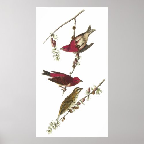 Audubons Purple Finch Poster