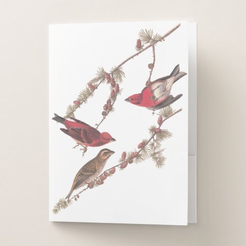 Audubons Purple Finch Red Birds on Conifer Tree Pocket Folder