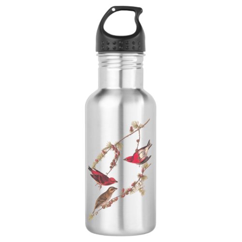 Audubons Purple Finch Red Birds on Conifer Tree Stainless Steel Water Bottle