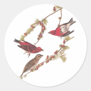 Audubon's Purple Finch Red Birds Vintage Art Classic Round Sticker