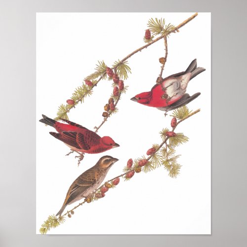 Audubons Purple Finch Red Birds Vintage Art Poster