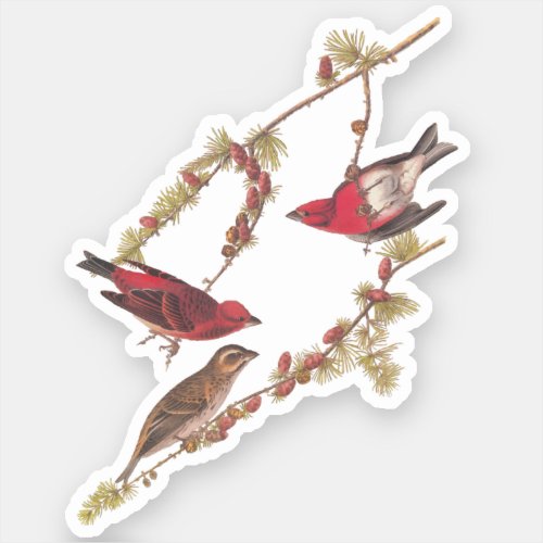 Audubons Purple Finch Red Birds Vintage Art Sticker