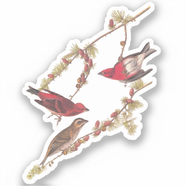 Audubon's Purple Finch Red Birds Vintage Art Sticker (Front)