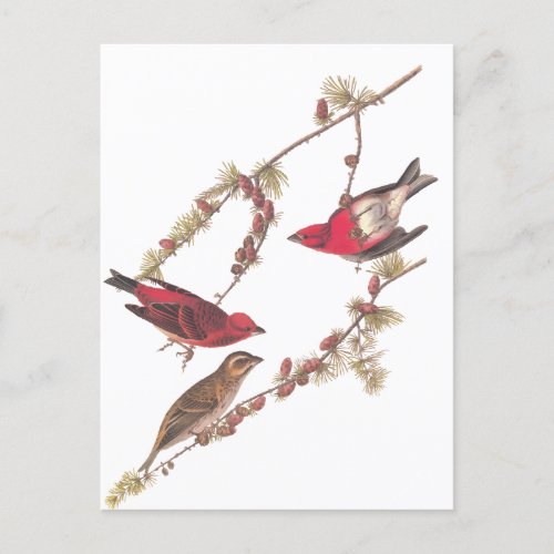 Audubons Purple Finch Three Red Birds in Winter Postcard