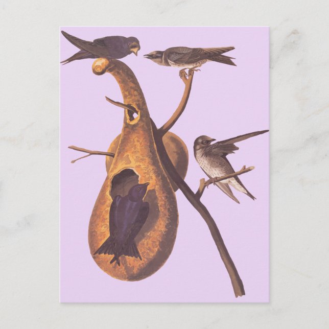 Audubon's Purple Martin Postcard (Front)