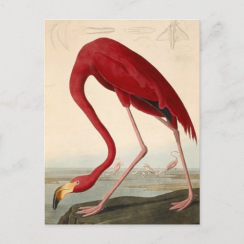 Audubons Red Flamingo Postcard
