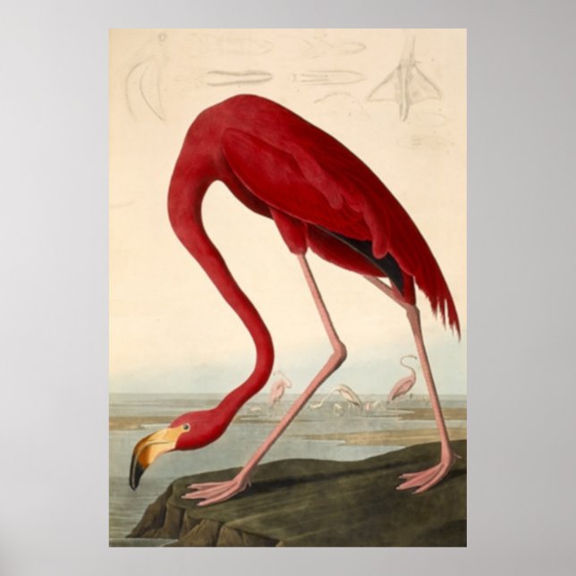 Audubon's Red Flamingo Poster (Front)