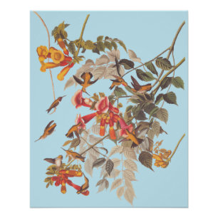 Audubon's Ruby Throated Hummingbirds and Flowers Poster