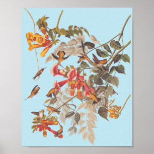 Audubon's Ruby Throated Hummingbirds and Flowers Poster