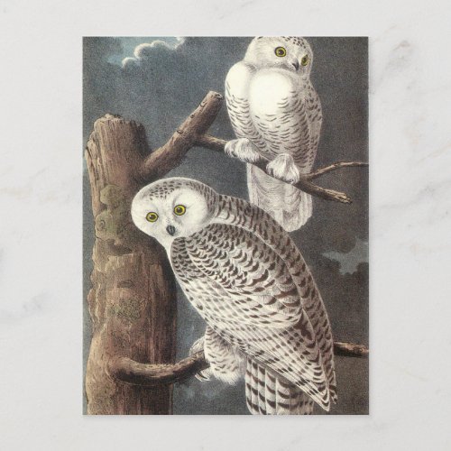 Audubons Snowy Owl Postcard