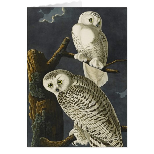Audubon's Snowy Owls Cards (Front)
