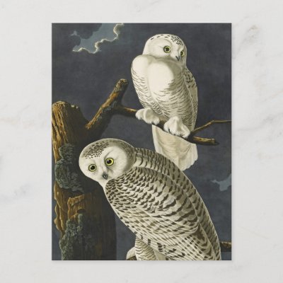 Audubon's Snowy Owls Postcard