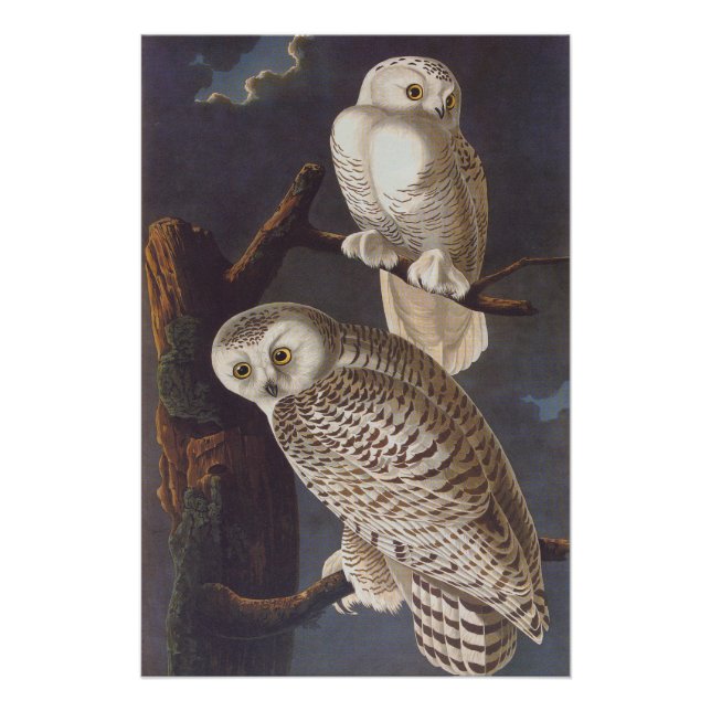 Audubon's Snowy White Owls at Night Vintage Art Poster (Front)