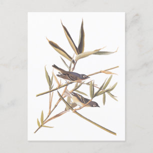 Audubon's Solitary Vireo Flycatcher Birds on Cane Postcard