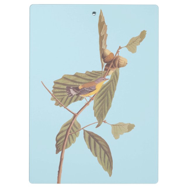Audubon's Swainson's Warbler on Oak Branch Clipboard (Back)