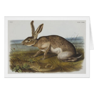Audubon's Texian hare Cards